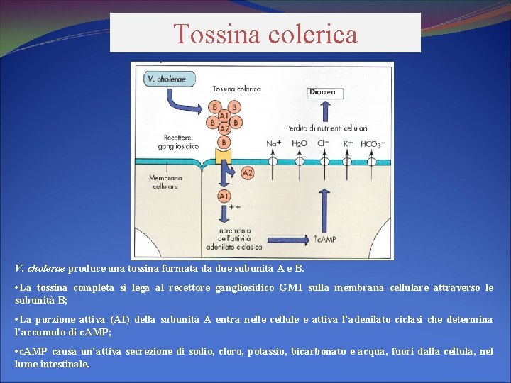 Tossina colerica V. cholerae produce una tossina formata da due subunità A e B.