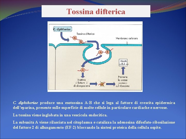Tossina difterica C. diphtheriae produce una esotossina A-B che si lega al fattore di