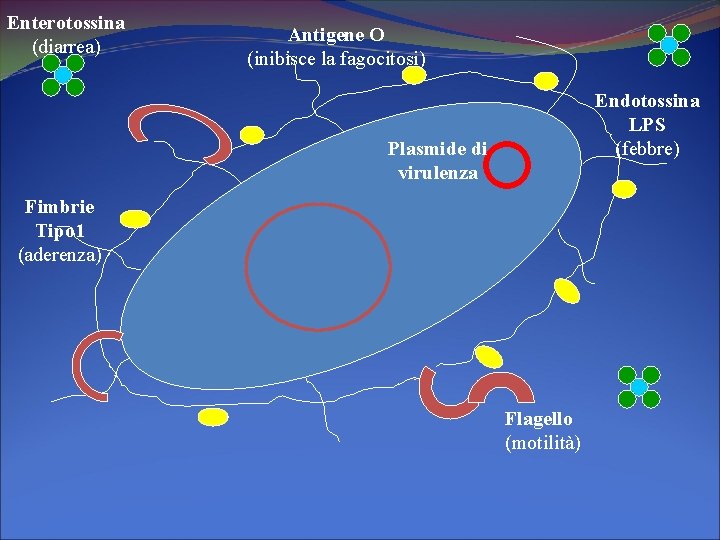 Enterotossina (diarrea) Antigene O (inibisce la fagocitosi) Endotossina LPS (febbre) Plasmide di virulenza Fimbrie