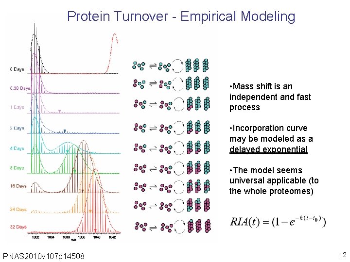 Protein Turnover - Empirical Modeling • Mass shift is an independent and fast process