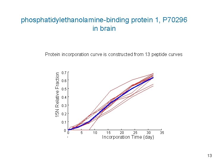 phosphatidylethanolamine-binding protein 1, P 70296 in brain 15 N Relative Fraction Protein incorporation curve