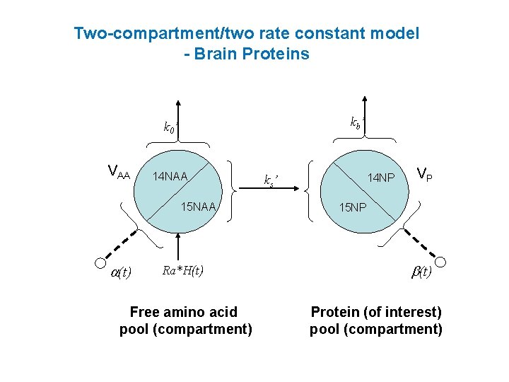 Two-compartment/two rate constant model - Brain Proteins kb ’ k 0 ’ VAA 14