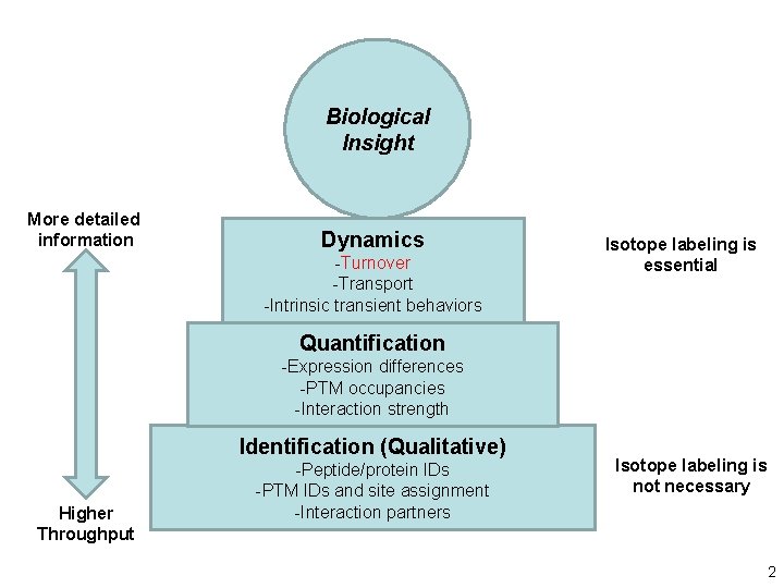 Biological Insight More detailed information Dynamics -Turnover -Transport -Intrinsic transient behaviors Isotope labeling is