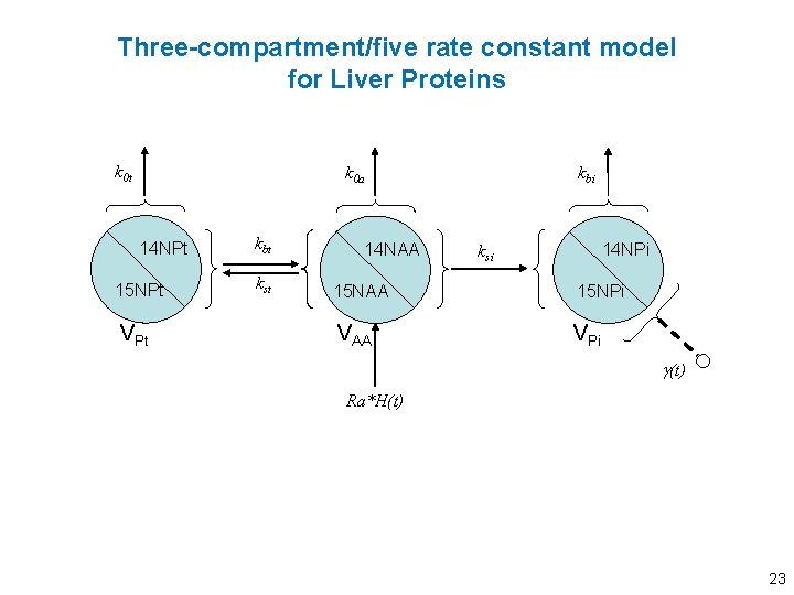 Three-compartment/five rate constant model for Liver Proteins k 0 t kbi k 0 a