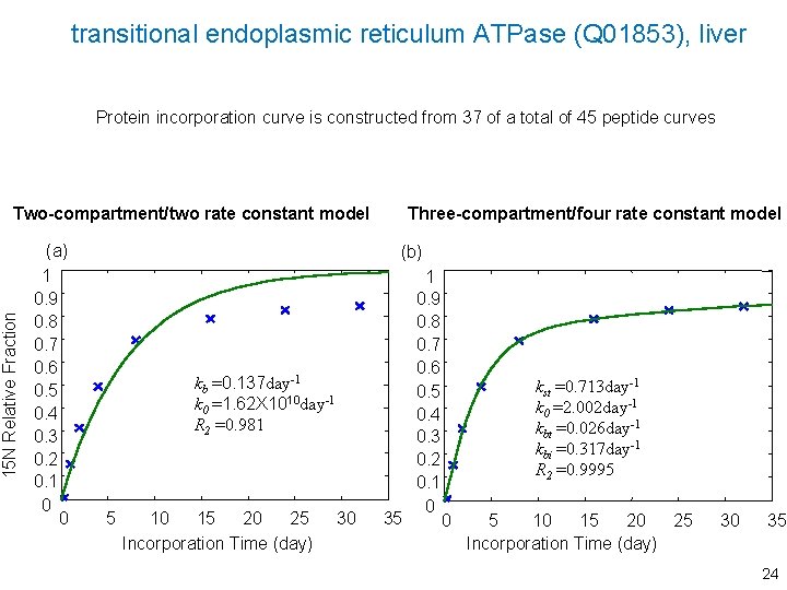 transitional endoplasmic reticulum ATPase (Q 01853), liver Protein incorporation curve is constructed from 37