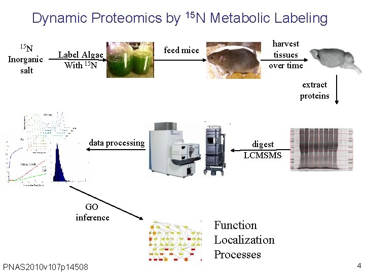 Dynamic Proteomics by 15 N Metabolic Labeling 15 N Inorganic salt Label Algae With