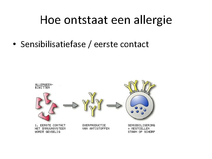 Hoe ontstaat een allergie • Sensibilisatiefase / eerste contact 