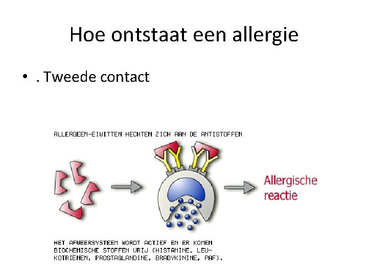 Hoe ontstaat een allergie • . Tweede contact 