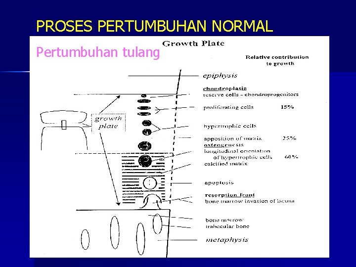 PROSES PERTUMBUHAN NORMAL Pertumbuhan tulang 