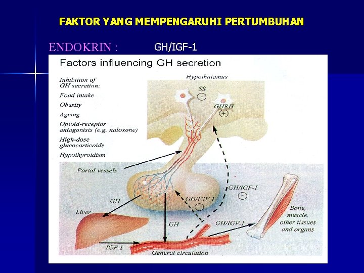 FAKTOR YANG MEMPENGARUHI PERTUMBUHAN ENDOKRIN : GH/IGF-1 