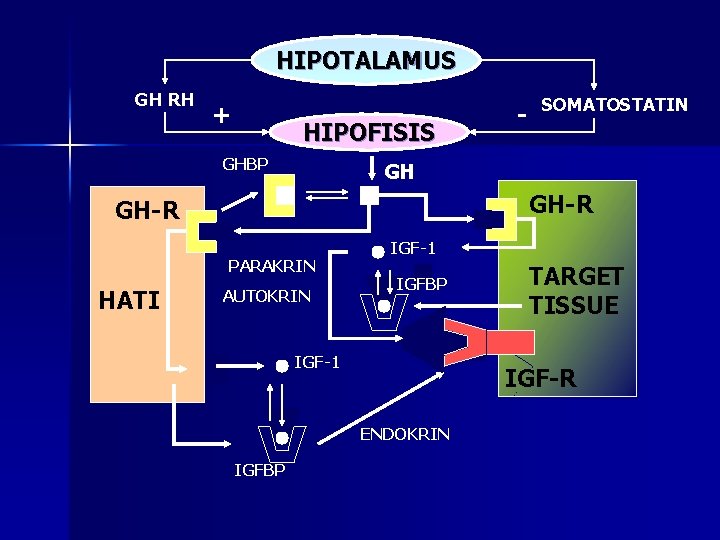 HIPOTALAMUS GH RH + HIPOFISIS GHBP SOMATOSTATIN GH GH-R PARAKRIN HATI - AUTOKRIN IGF-1