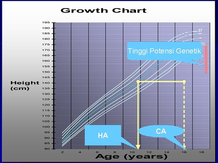 97 50 Tinggi Potensi Genetik 3 HA CA 