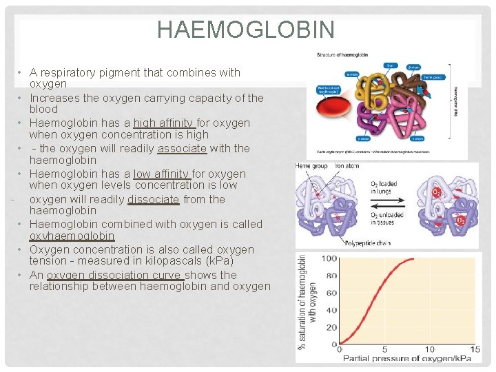 HAEMOGLOBIN • A respiratory pigment that combines with oxygen • Increases the oxygen carrying