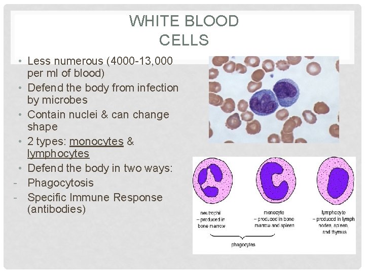 WHITE BLOOD CELLS • Less numerous (4000 -13, 000 per ml of blood) •