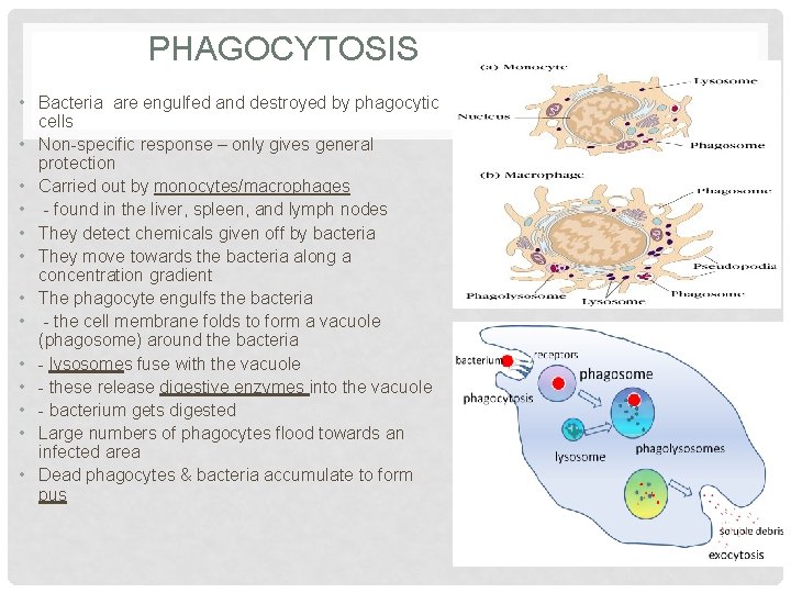 PHAGOCYTOSIS • Bacteria are engulfed and destroyed by phagocytic cells • Non-specific response –