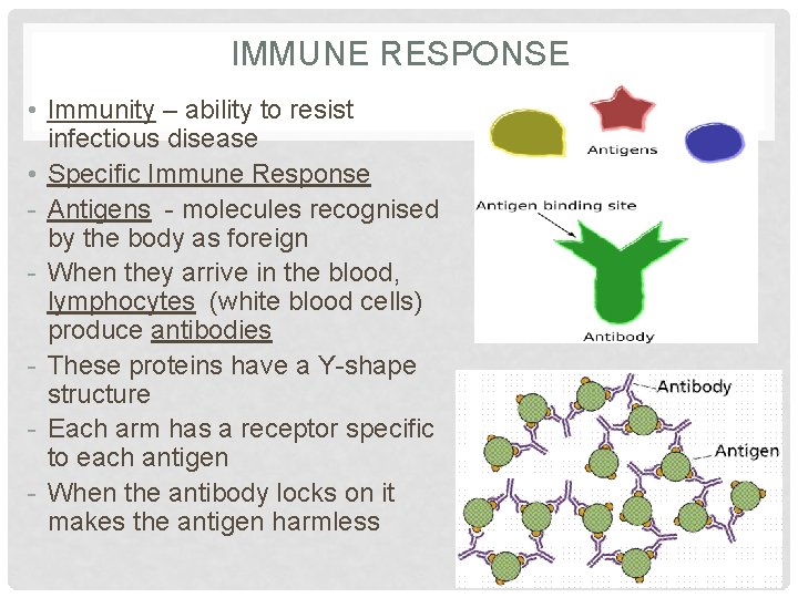 IMMUNE RESPONSE • Immunity – ability to resist infectious disease • Specific Immune Response