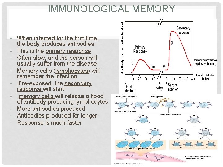 IMMUNOLOGICAL MEMORY - When infected for the first time, the body produces antibodies -