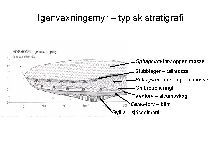 Igenväxningsmyr – typisk stratigrafi Sphagnum-torv öppen mosse Stubblager – tallmosse Sphagnum-torv – öppen mosse