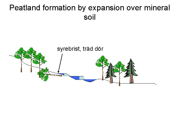 Peatland formation by expansion over mineral soil syrebrist, träd dör 