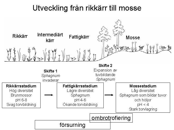 Utveckling från rikkärr till mosse Rikkärr Intermediärt kärr Fattigkärr Skifte 2 Expansion av tuvbildande