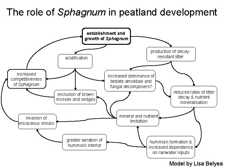 The role of Sphagnum in peatland development establishment and growth of Sphagnum acidification increased