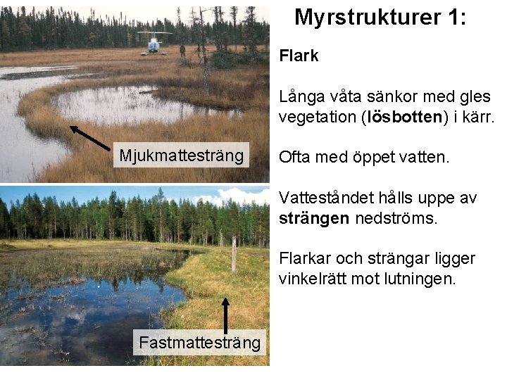 Myrstrukturer 1: Flark Långa våta sänkor med gles vegetation (lösbotten) i kärr. Mjukmattesträng Ofta