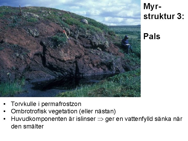 Myrstruktur 3: Pals • Torvkulle i permafrostzon • Ombrotrofisk vegetation (eller nästan) • Huvudkomponenten