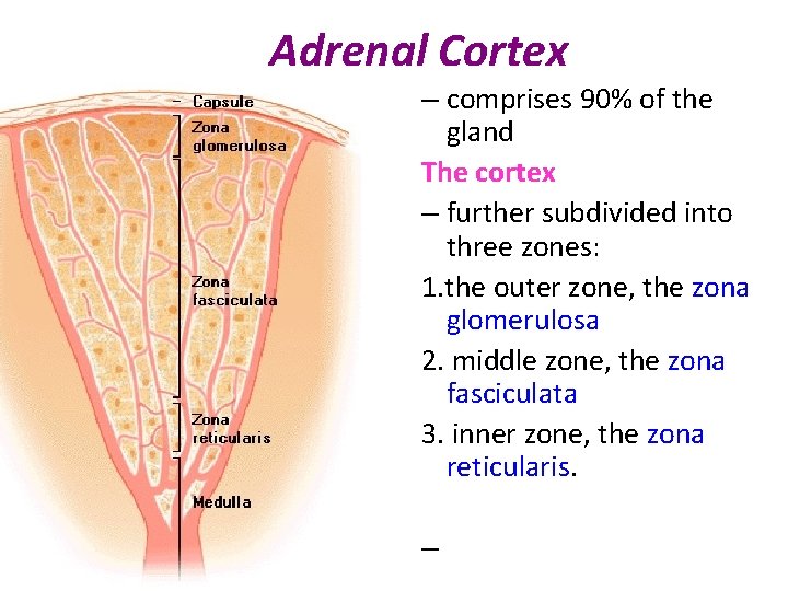 Adrenal Cortex – comprises 90% of the gland The cortex – further subdivided into