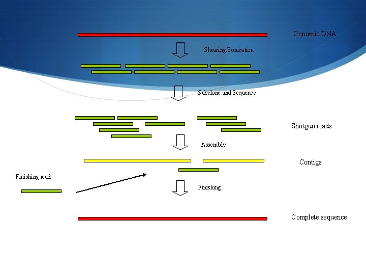 Genomic DNA Shearing/Sonication Subclone and Sequence Shotgun reads Assembly Contigs Finishing read Finishing Complete