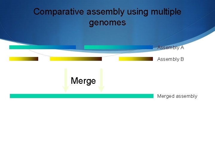 Comparative assembly using multiple genomes Assembly A Assembly B Merged assembly 