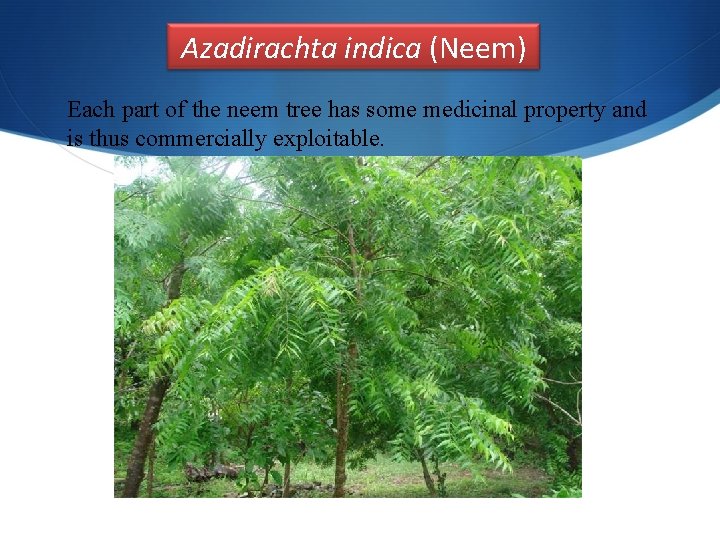 Azadirachta indica (Neem) Each part of the neem tree has some medicinal property and