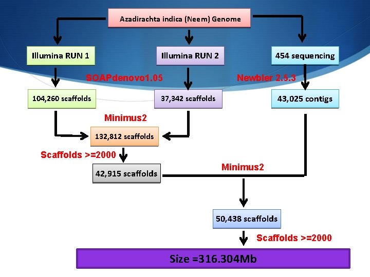 Azadirachta indica (Neem) Genome Illumina RUN 1 454 sequencing Illumina RUN 2 SOAPdenovo 1.