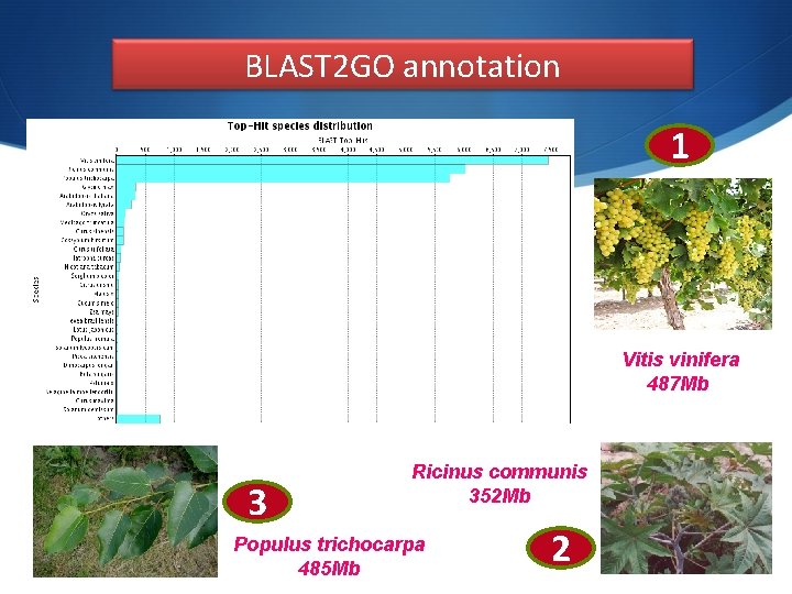 BLAST 2 GO annotation 1 Vitis vinifera 487 Mb 3 Ricinus communis 352 Mb
