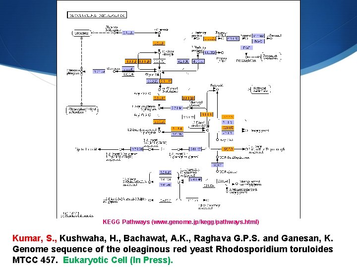 KEGG Pathways (www. genome. jp/kegg/pathways. html) Kumar, S. , Kushwaha, H. , Bachawat, A.