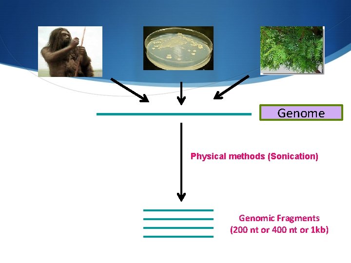 Genome Physical methods (Sonication) Genomic Fragments (200 nt or 400 nt or 1 kb)