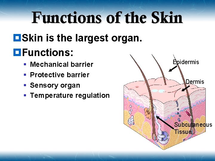 Functions of the Skin ¥Skin is the largest organ. ¥Functions: § § Mechanical barrier