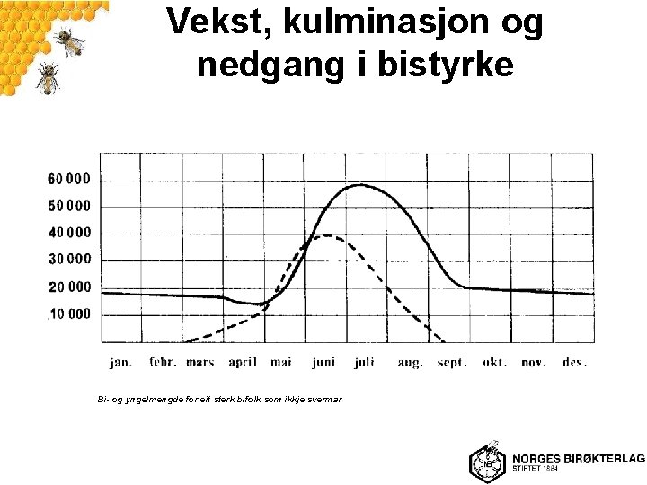 Vekst, kulminasjon og nedgang i bistyrke Bi- og yngelmengde for eit sterk bifolk som