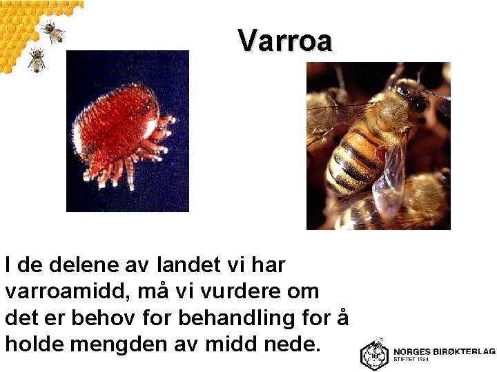 Varroa I de delene av landet vi har varroamidd, må vi vurdere om det