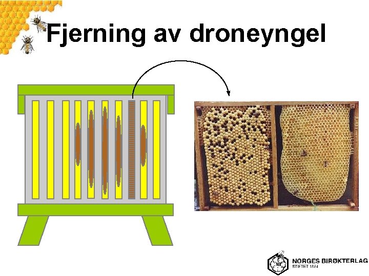 Fjerning av droneyngel 