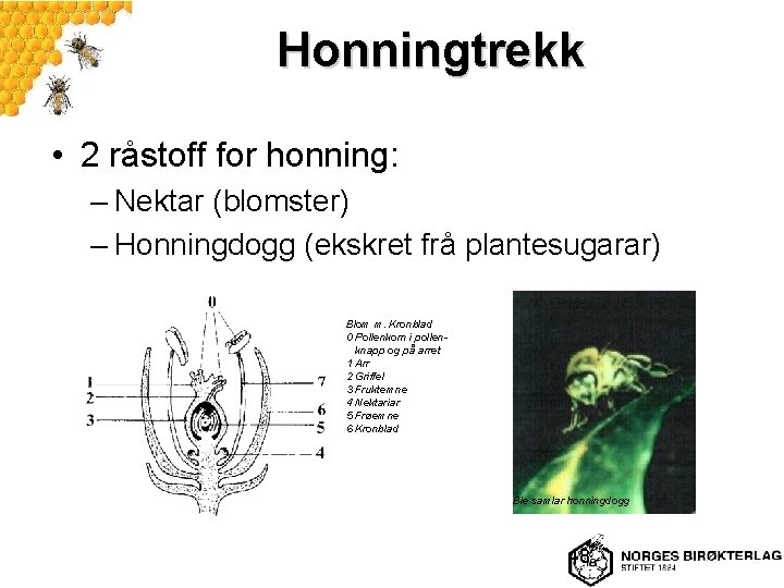 Honningtrekk • 2 råstoff for honning: – Nektar (blomster) – Honningdogg (ekskret frå plantesugarar)