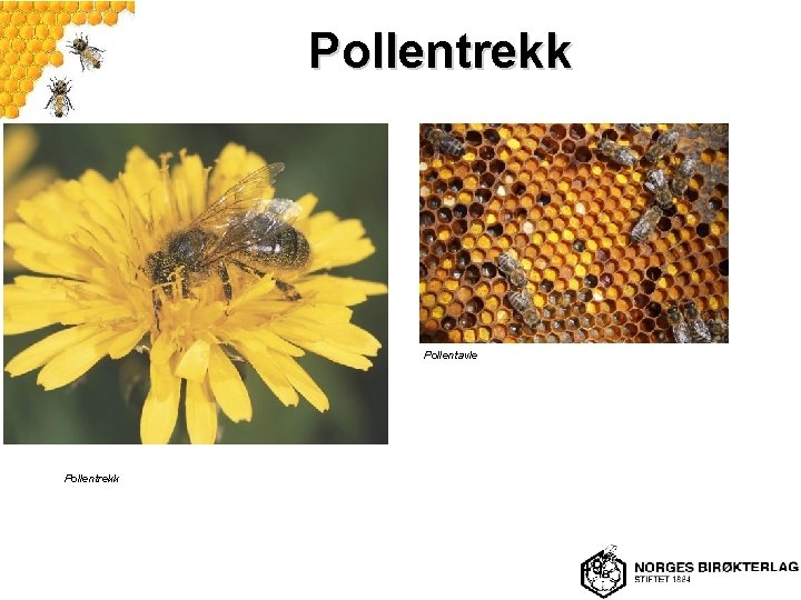 Pollentrekk Pollentavle Pollentrekk 49 