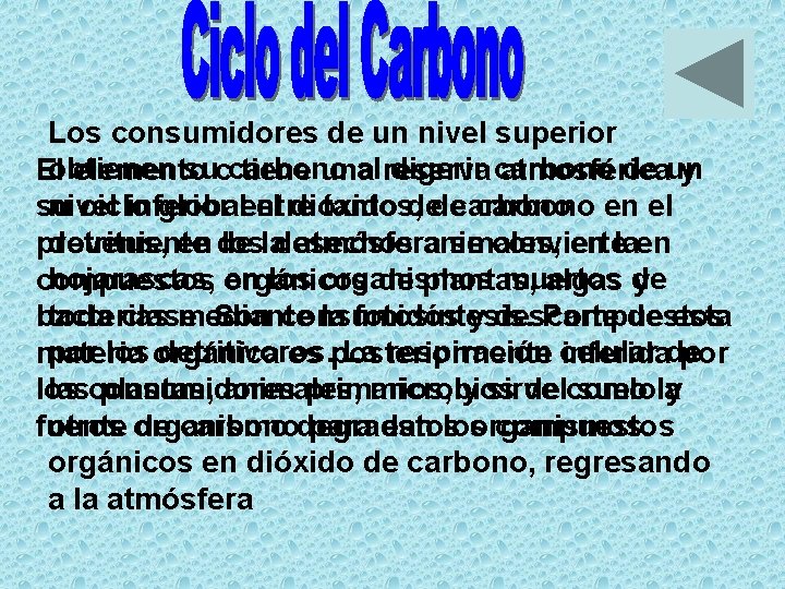 Los consumidores de un nivel superior obtienen succarbono al reserva digerir carbono de un