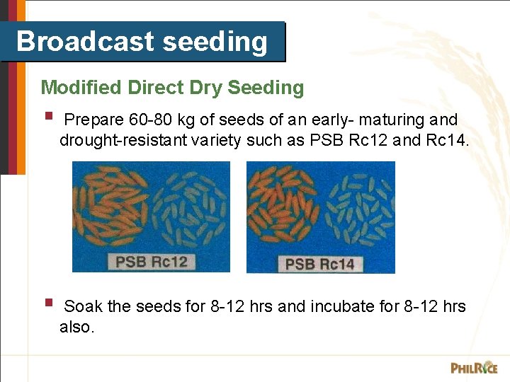 Broadcast seeding Modified Direct Dry Seeding § Prepare 60 -80 kg of seeds of