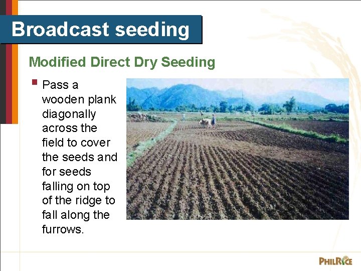 Broadcast seeding Modified Direct Dry Seeding § Pass a wooden plank diagonally across the