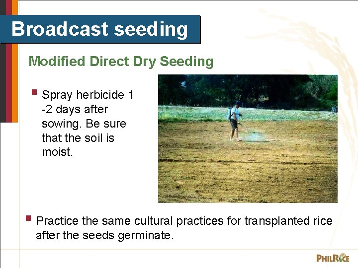 Broadcast seeding Modified Direct Dry Seeding § Spray herbicide 1 -2 days after sowing.
