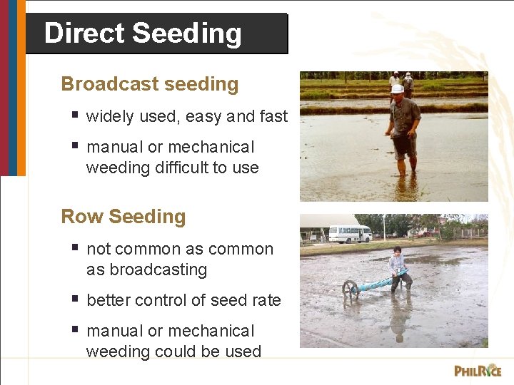 Direct Seeding Broadcast seeding § widely used, easy and fast § manual or mechanical