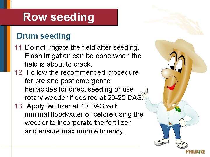 Row seeding Drum seeding 11. Do not irrigate the field after seeding. Flash irrigation
