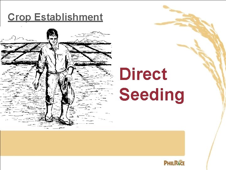 Crop Establishment Direct Seeding 