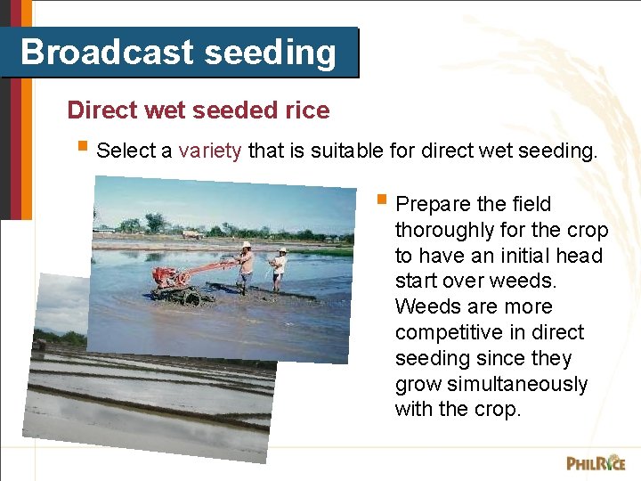 Broadcast seeding Direct wet seeded rice § Select a variety that is suitable for
