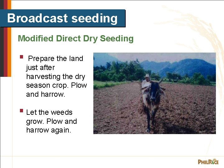 Broadcast seeding Modified Direct Dry Seeding § Prepare the land just after harvesting the
